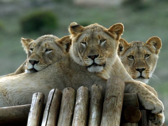 lions-are-resting-in-lionsrock-big-cat-sanctuary-oyster-worldwide