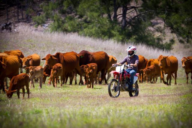 Cattle mustering with motorbikes