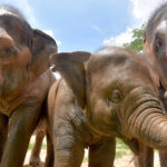 Three elephants pose for the camera up close