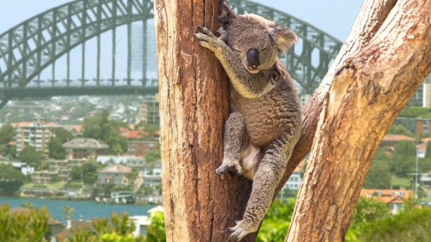 17-of-the-best-places-to-do-farm-work-in-australia-oyster