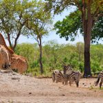 Giraffes and zebra at a watering hole in a game reserve