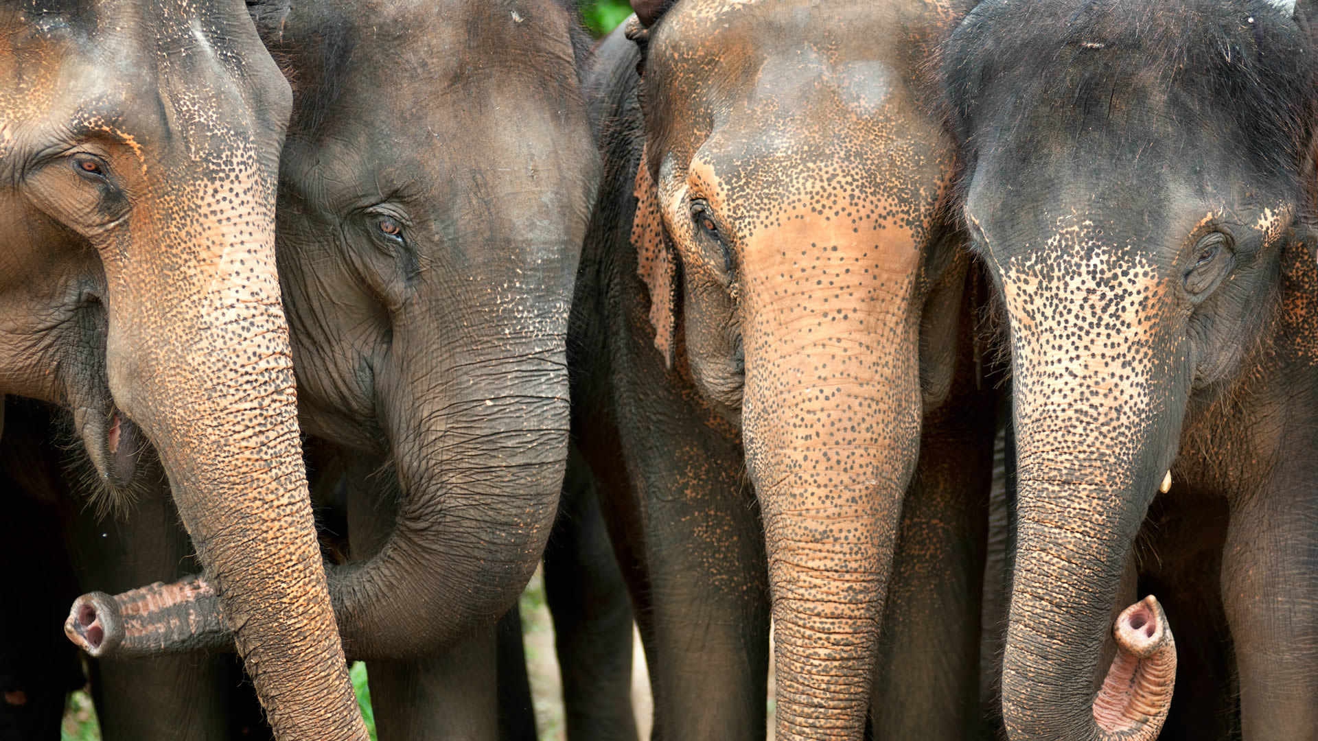 Elephant Shorts – The Elephant Temple