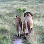 Lions walking