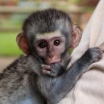 A monkey clings to a volunteer for comfort