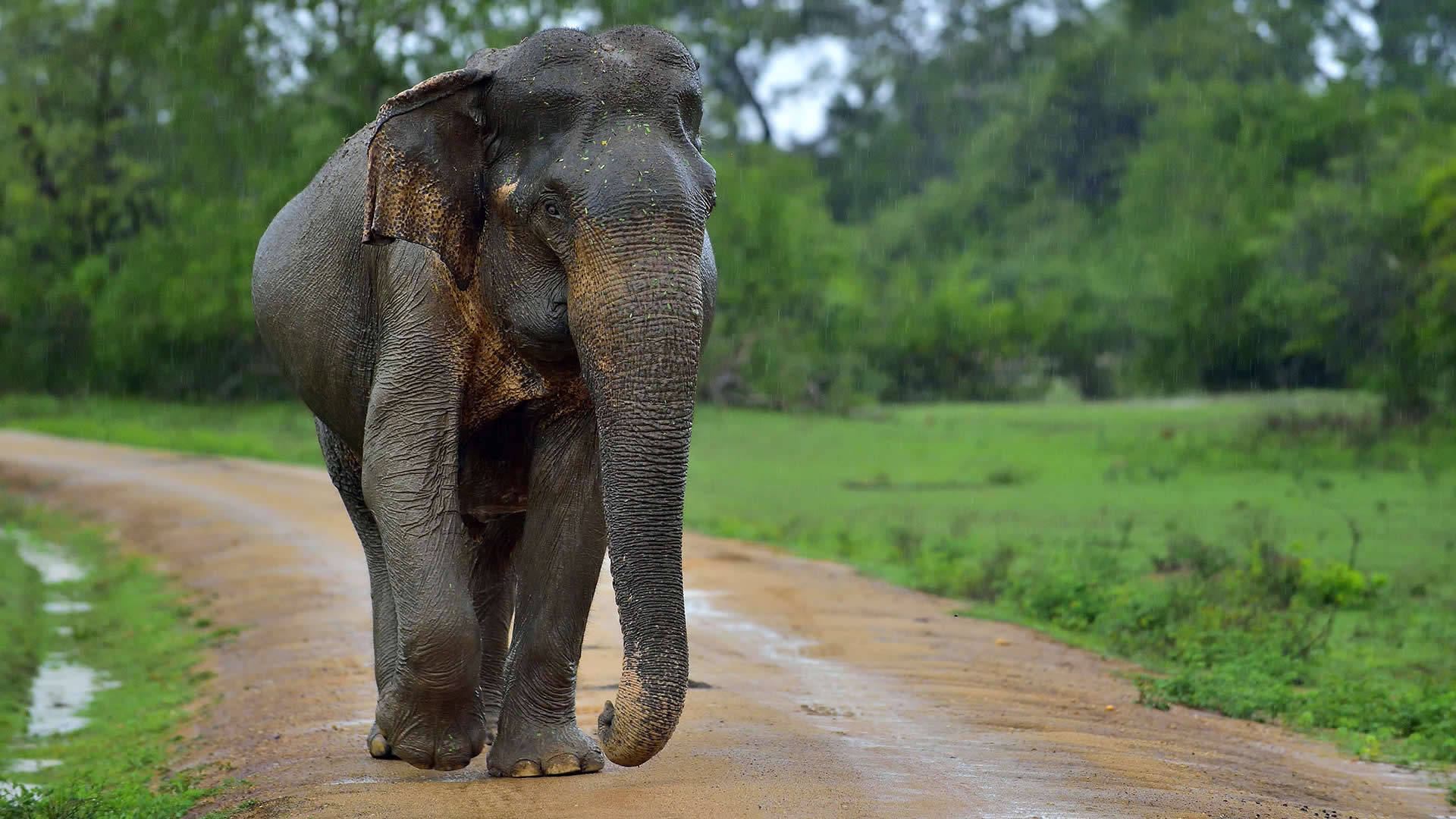 Project Sri Lanka Elephant 