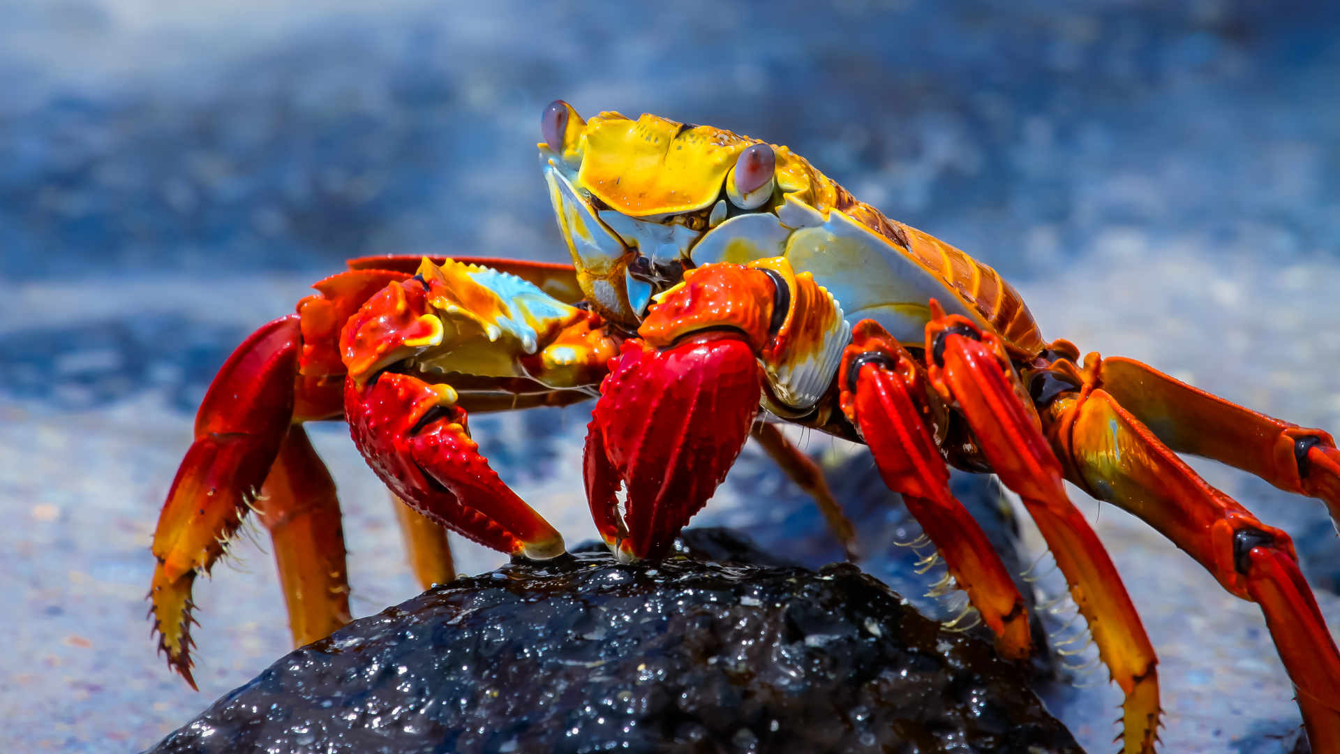 Volunteer in the Galapagos Islands, Conservation Work in the Galapagos