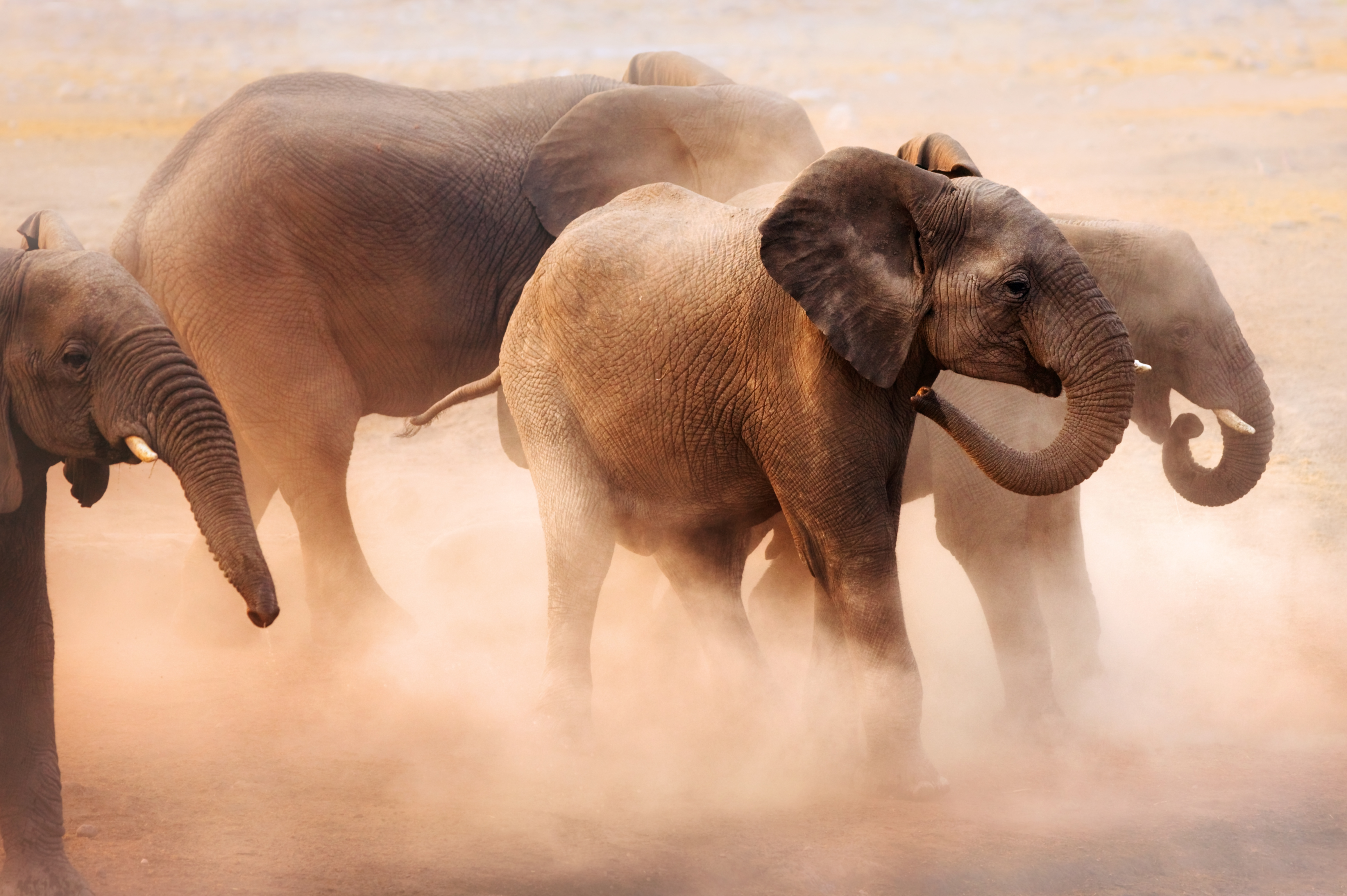 Baby elephants in the dust