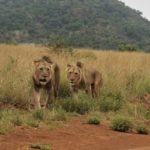 Big 5 Lions Safari
