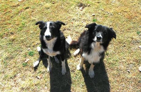 Two border collie dogs looking at the camera