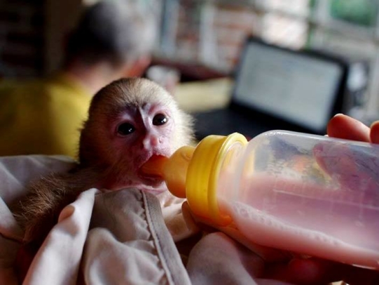 Volunteer with monkeys in Ecuador at an inspiring rescue centre