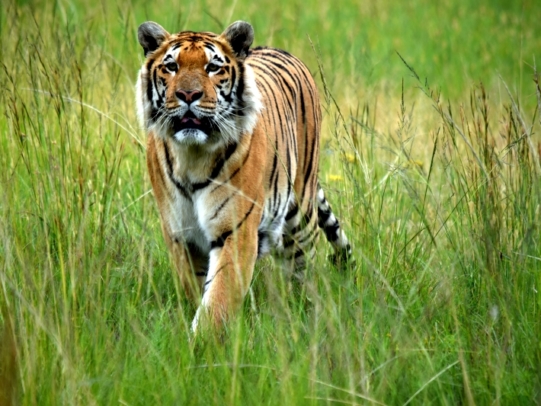 Volunteer Work with Lions in South Africa, LIONSROCK Lion Sanctuary ...