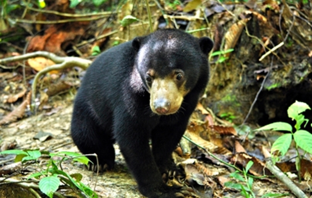 Volunteering with sun bears in Borneo by Jessica Prestage - Oyster